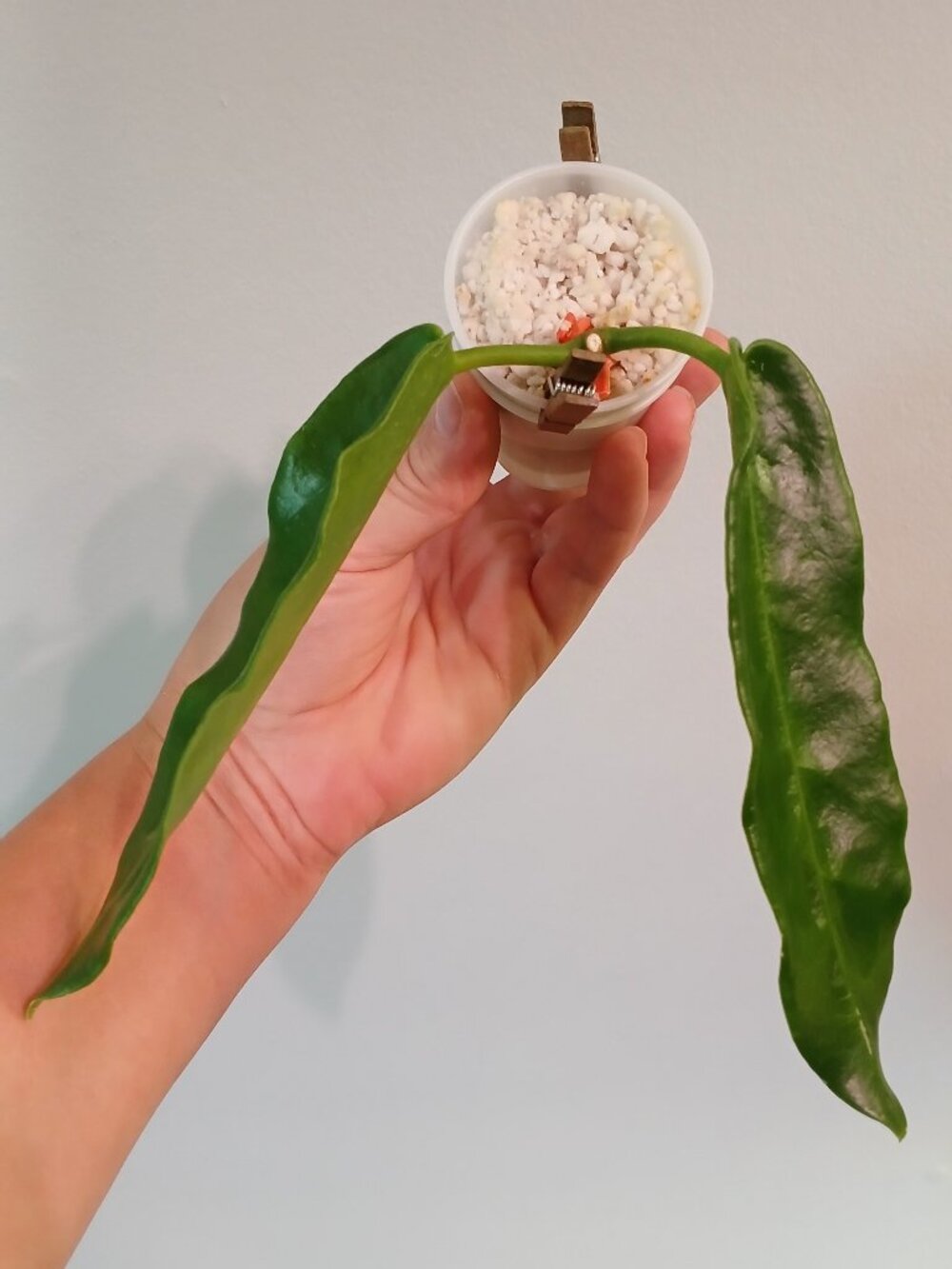 Hoya Stenakei